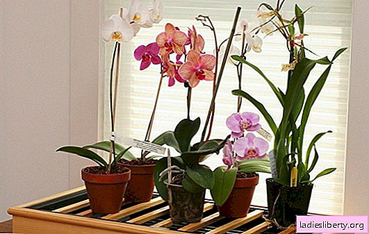 Trucs et astuces pour bien entretenir les orchidées à la maison. Tout sur les soins appropriés aux orchidées: croissance, repiquage, arrosage