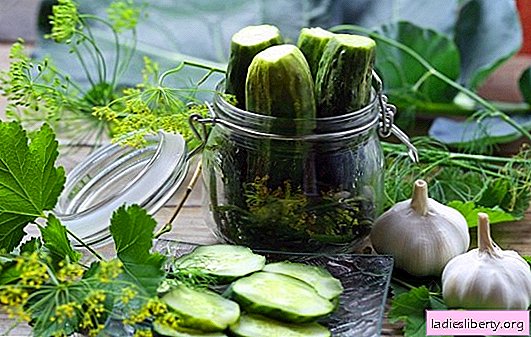 Sterilization of cucumbers for the winter in banks - the evolution of canning. Recipes and secrets "advanced" housewives
