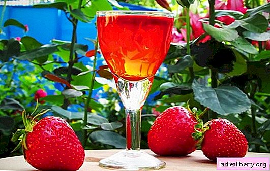 Bodega propia: tintura de fresas en vodka en casa. Los secretos de hacer tintura de fresas en vodka