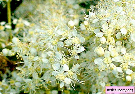 Meadowsweet - medicinal properties and uses in medicine