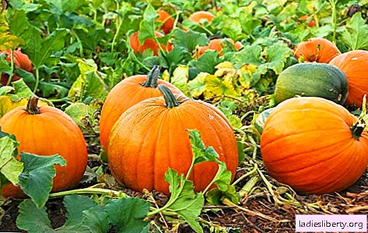 Pumpkin: useful properties of pulp, seeds and peel. The use of pumpkins for children, the possible harm to the vegetable