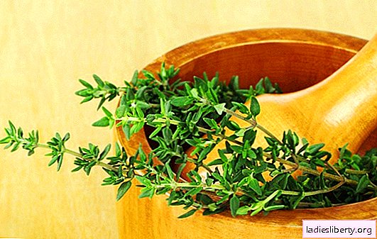 Thyme: medicinal properties, contraindications and side effects. Opinion of a qualified specialist on the benefits of thyme