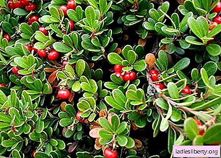 Bearberry - medicinal properties and applications in medicine