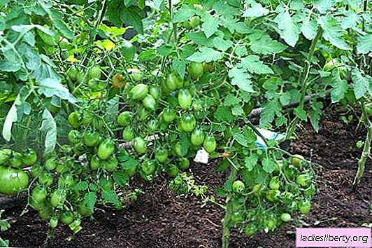 Tomato Cio Cio San Characteristics Photos Features Advantages And Disadvantages How To Grow Tomato Variety Chio Cio San A House And A Garden