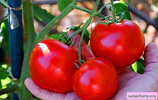 Tomate "Caperucita Roja": descripción, características y tecnología agrícola. Atención integral para la variedad de tomate "Caperucita Roja"