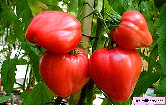 Tomato variety Cardinal - characteristics of the plant, description of the variety. Sowing Cardinal tomato, growing seedlings and caring for plants