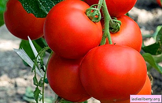 أصناف الطماطم "الحدس": الصور والمزايا والعيوب. ميزات زراعة الطماطم المتنوعة "الحدس"