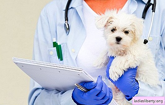 The little puppy has an allergy. What to do, how to help the puppy get rid of allergies