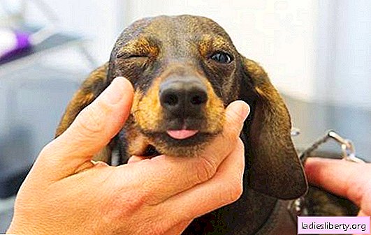 Đôi mắt của con chó đang vui mừng - tại sao? Nguyên nhân chính và phương pháp điều trị mắt có mủ ở chó con
