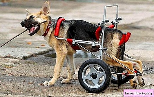 犬の足が故障-深刻な健康問題の兆候！子犬の足が失敗した場合の対処方法