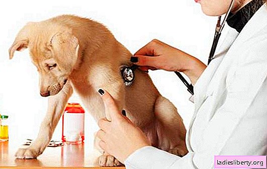 Вашето кученце има ентерит: какво да правите, как да лекувате, отколкото да храните? Алгоритъмът на човешките действия за ентерит при кученце, видове ентерити