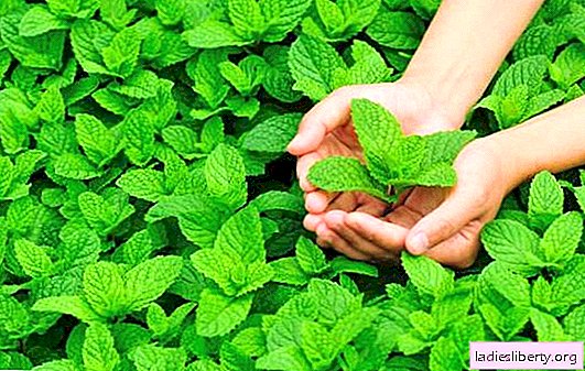 The amazing benefits of mint for men: treat your beloved with mint tea! Attention: what you need to know about the dangers of mint for a man’s health