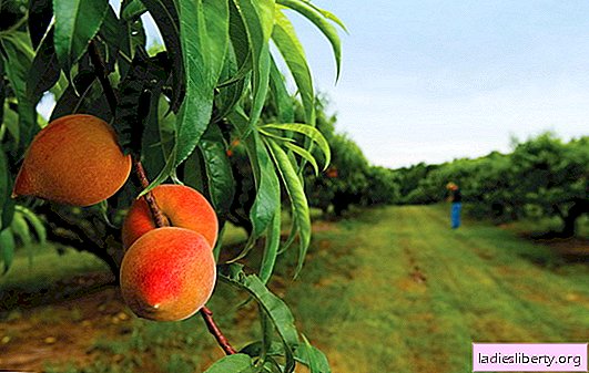 Peach care: planting, growing seedlings. What is peach care in spring?