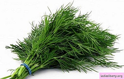 Dill: useful properties and the best recipes of traditional medicine. When you can not eat dill, contraindications and warnings