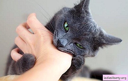 Cat bitten, what to do and how to prevent infection? Cat bitten, what to do and how to relieve pain