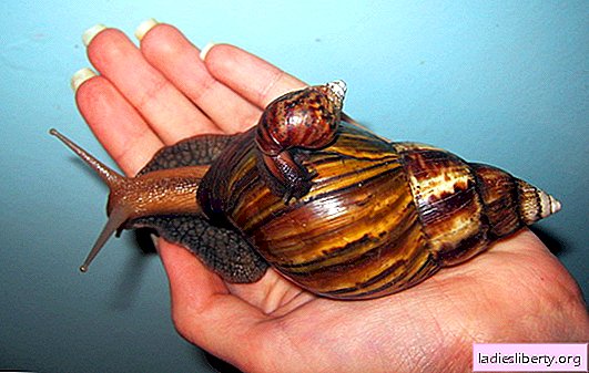 Achatina snails: keeping at home - get acquainted! How to care, maintain and feed Achatina snails at home