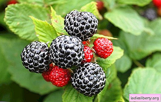 The unique value and beneficial properties of black raspberries. A rare berry - black raspberries: contraindications and the uniqueness of its composition