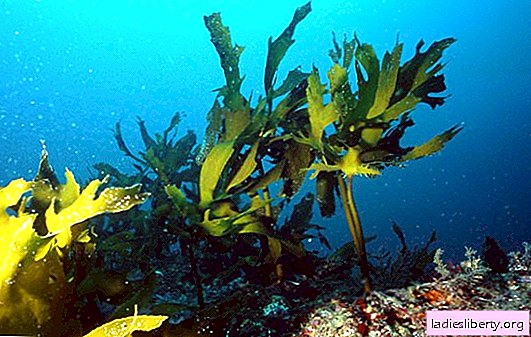 الأعشاب البحرية الفريدة: تفيد فقط البشر. ما هي فائدة الأعشاب البحرية ، هل الأسطورة ضارة؟