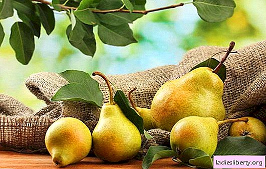 ナシのユニークな特性：カロリー量、利点、害。梨は体にどのような有益な物質を含んでいますか？