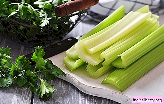 A unique vegetable - celery: what are its benefits and harms? Indications and contraindications for use