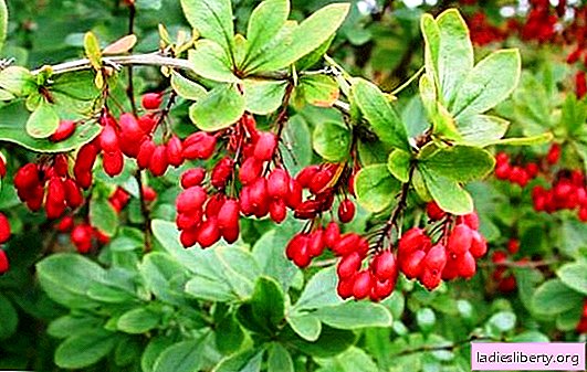 Unique plant barberry: useful properties and composition. The use of various parts of barberry and their useful properties