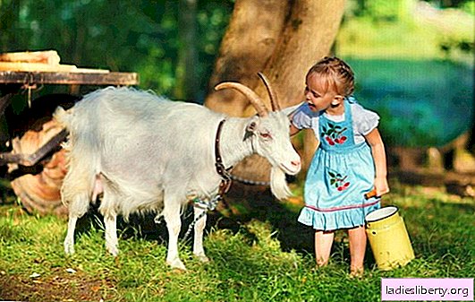 Leche de cabra universal: los beneficios son conocidos, pero ¿hay algún daño? Contenido calórico, composición e indicaciones para el uso de la leche de cabra.