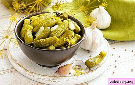 Harvest - lossless: quick pickles for pickling cucumbers. Old secrets and modern recipes for pickled cucumbers