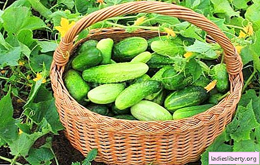 Harvested varieties of cucumbers - characteristics, description. How to choose a productive variety of cucumbers, methods of sowing and caring for plants