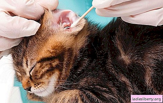 Ear mite in domestic cats: causes, symptoms and prevention. Effective treatment for ear mites in domestic cats