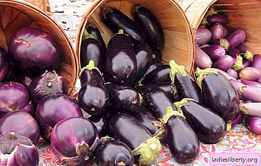 Conditions for the proper storage of eggplant at home: in ash, in a grid, dried or frozen. How can I keep eggplant crops long?
