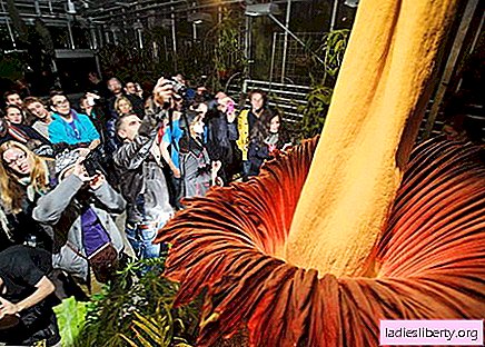 En Suisse, Titan Arum a fleuri - la plus grande fleur du monde