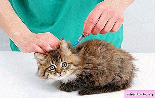 Czy szczepienia pomogą ochronić kota przed chorobą? Jakie szczepienia i kiedy potrzebujesz kotka, jak oni to robią (wideo)
