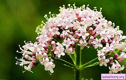 Valerian - what helps, is it true that it leads to impotence? Medicinal properties, indications, folk recipes for the use of valerian