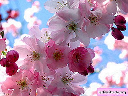 Sakura marmelada: kako kuhati
