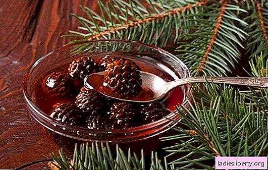 Pine cones: the benefits and harm of an unusual delicacy. Unknown properties of jam from cones, scientific evidence of its benefits and harms