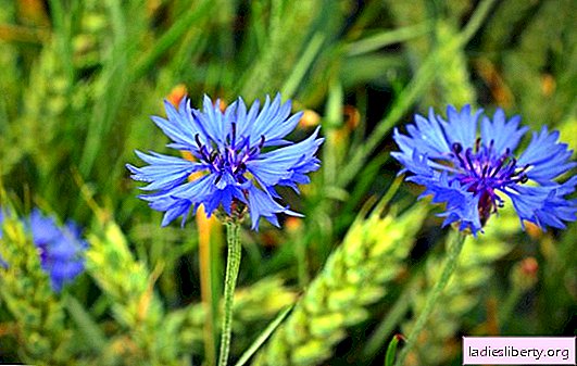 Cornflower: healing properties of a poisonous plant. Recipes for tea, infusion and tincture of field cornflower