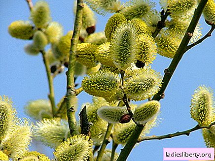 Willow - medicinal properties and uses in medicine