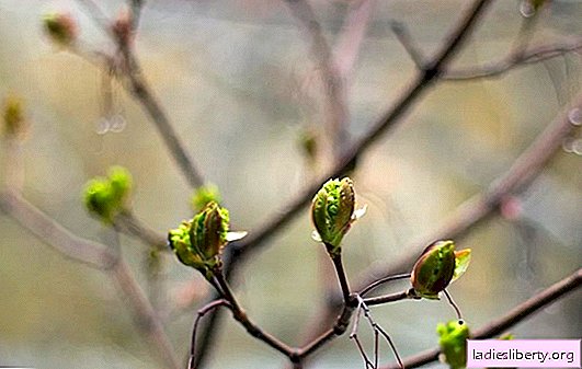 Fiebre de primavera: ¿cómo afectan las hormonas al cuerpo y causan trastornos mentales?