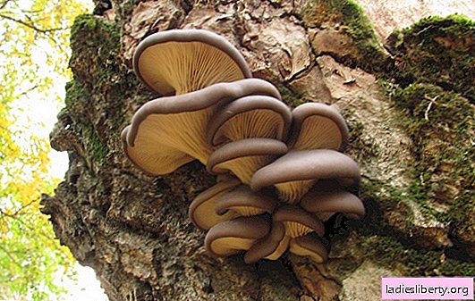 Funghi di ostrica: i benefici e i danni dei funghi più comuni. Ostrica calorica e loro proprietà benefiche per il corpo