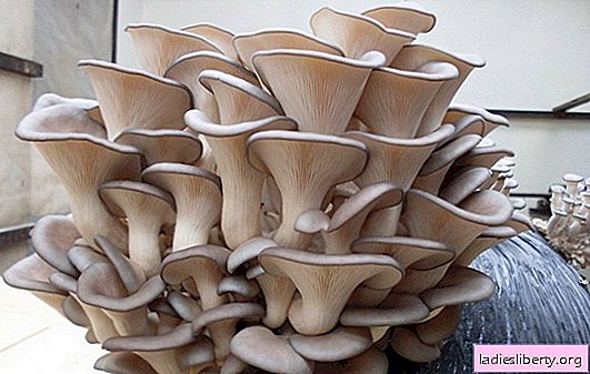 Você decidiu cultivar cogumelos-ostra? Nós falamos sobre as características dos crescentes cogumelos-ostra em casa