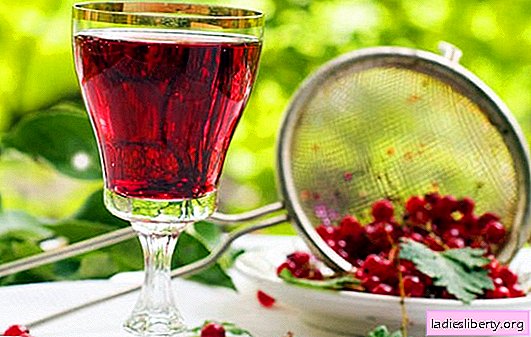 Anggur redcurrant: tahap utama dalam persiapan anggur buah. Resep Anggur Merah Buatan Rumah