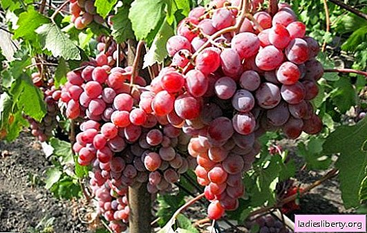 Uvas "Ataman": características e finalidade. O que considerar ao plantar uvas Ataman, como cuidar adequadamente desta variedade