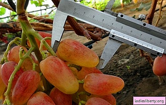 Uvas "Sensación": una descripción de la variedad, sus características y características. Agrotecnología del cultivo del cultivar Sensation: plantación de uvas y cuidado de la vid.