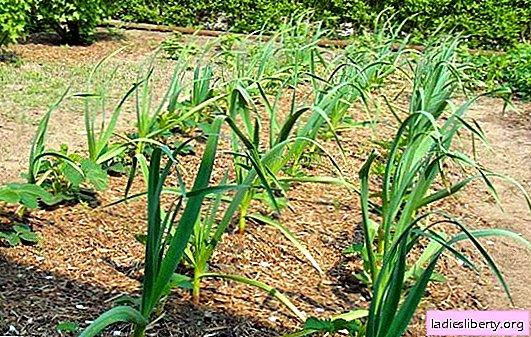 We grow garlic in the country: how to water and how to fertilize. The rules for harvesting and storing garlic