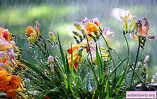 Vi dyrker freesia - en blomst med en dejlig aroma. Freesia: plantning, vækst, pleje, professionel rådgivning