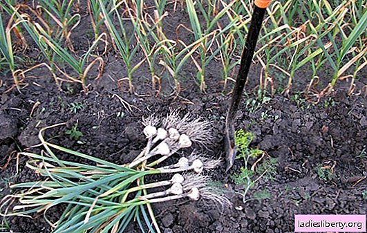 Cultivation of garlic: the necessary conditions and subtleties of agricultural technology. How to grow large garlic, vigorous, to keep long
