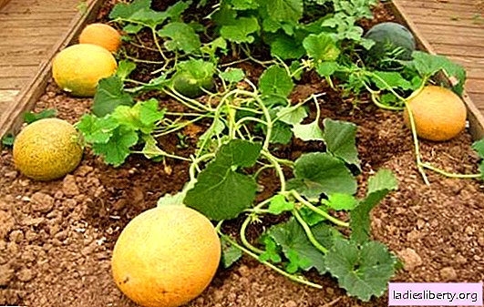 Melon cultivation in the open field - the choice of variety, growing seedlings, planting seedlings and care. What you need to grow a rich melon crop in a personal plot