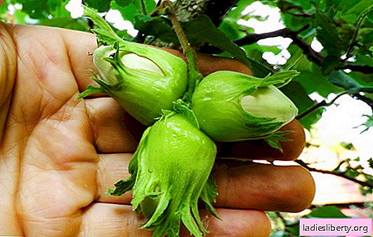 Cultivar avellanas en una cabaña de verano: simples trucos para cuidar avellanas. ¿Cómo cultivar avellanas (avellana) en su área?