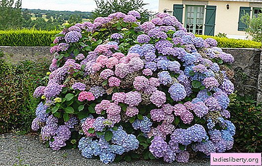 Hydrangea cultivation: planting, watering, care, top dressing. All the secrets of hydrangea cultivation that you had no idea