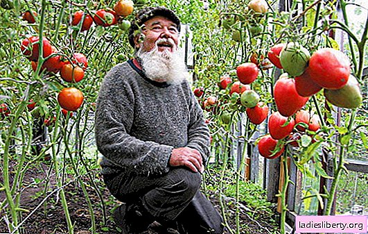زراعة ورعاية الطماطم (البندورة): حمراء جميلة! اختيار متنوعة ، وزراعة شتلات الطماطم والرعاية المناسبة